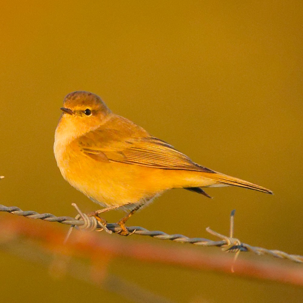 Common Chiffchaff - ML646481384