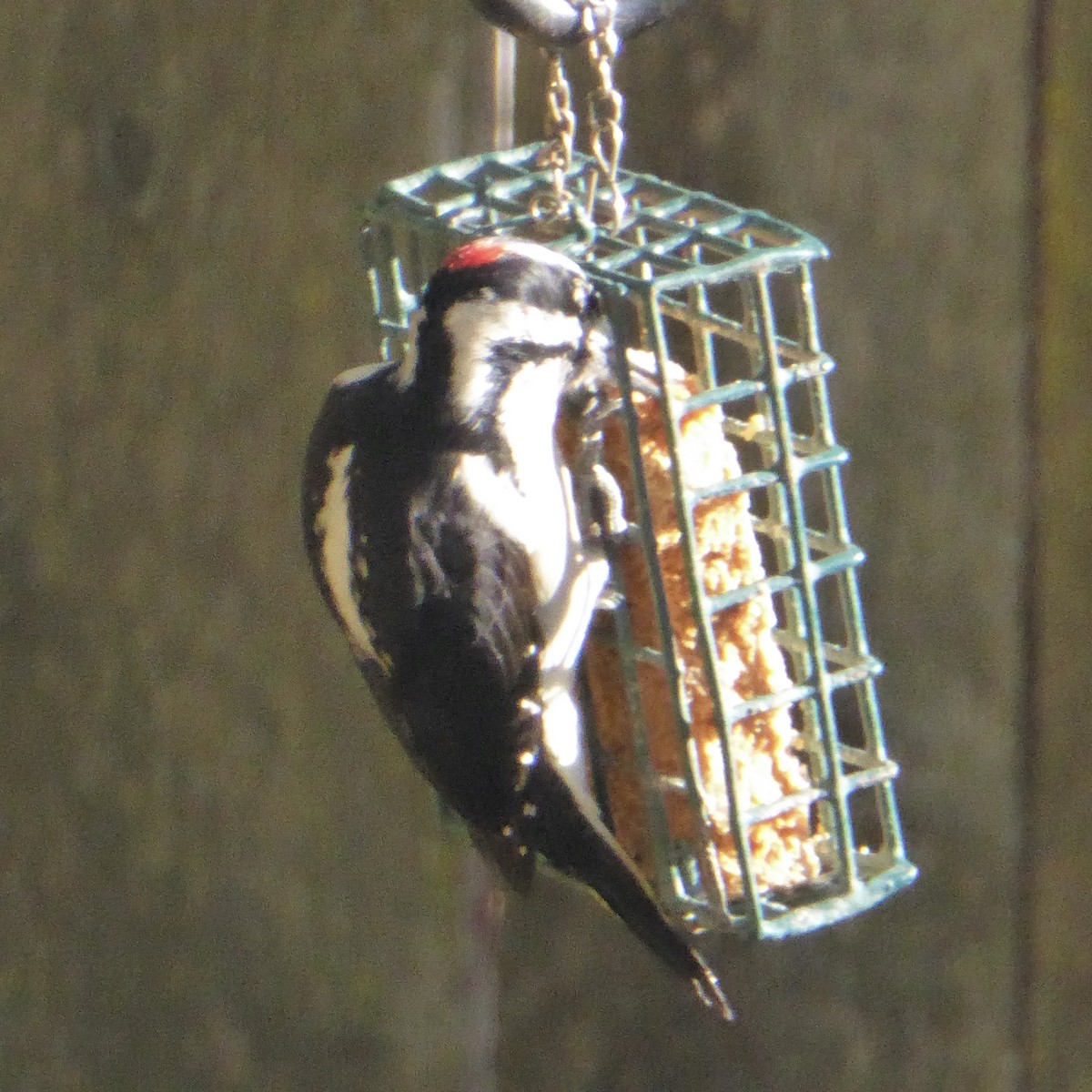Hairy Woodpecker - ML646481385