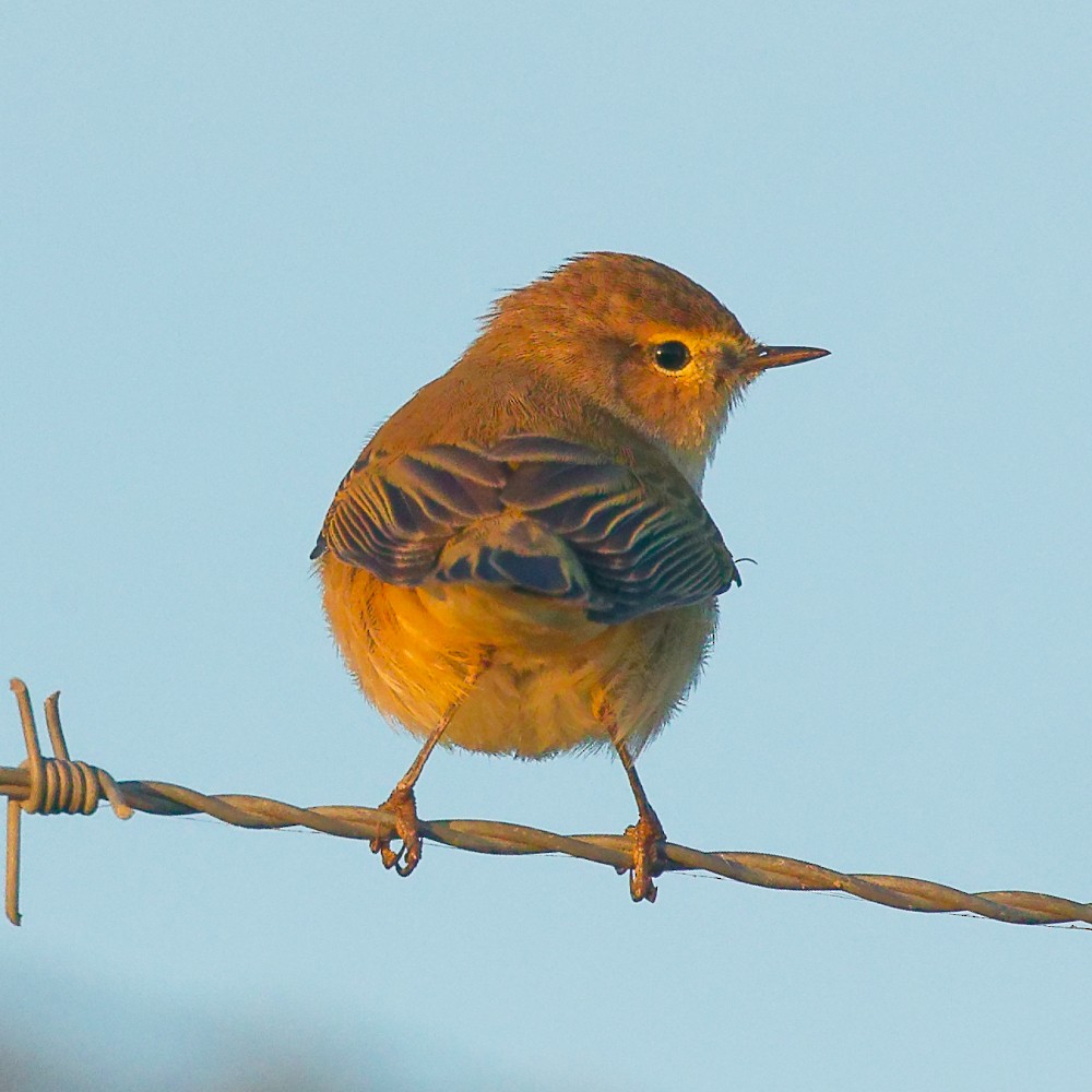 Common Chiffchaff - ML646481386