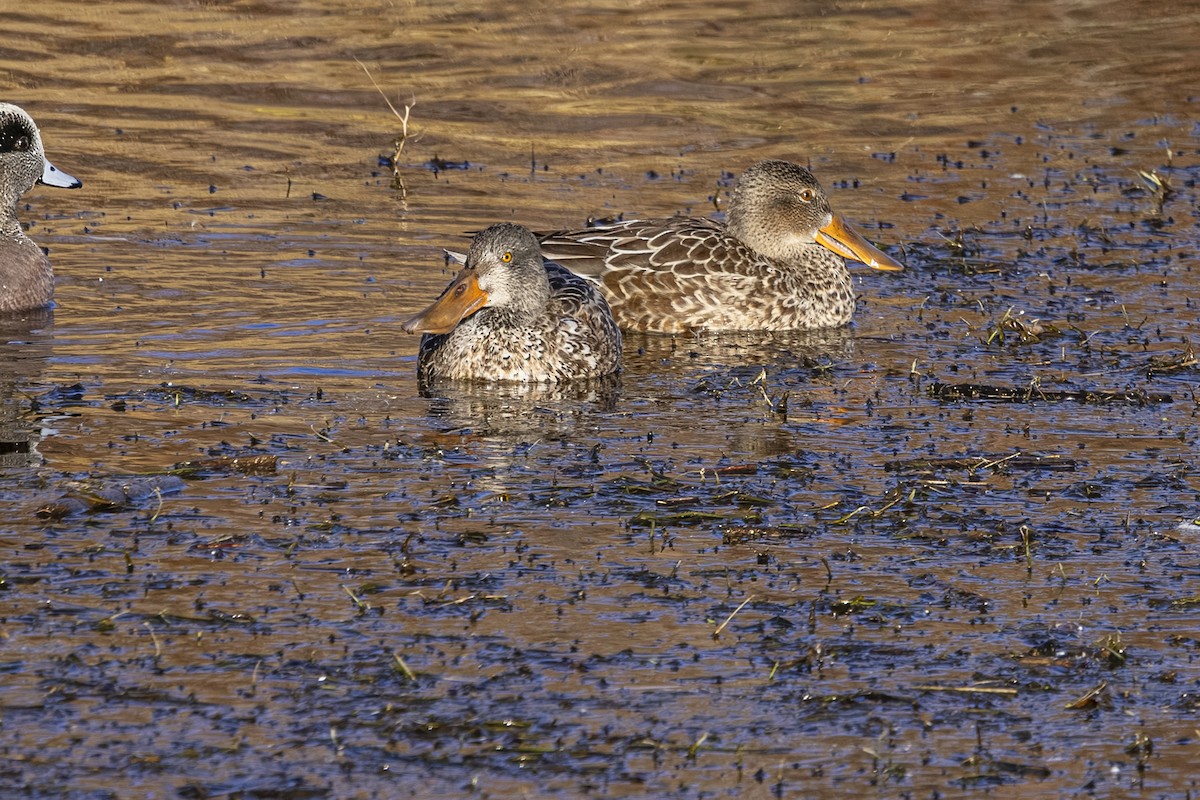 מרית צפונית - ML646481389