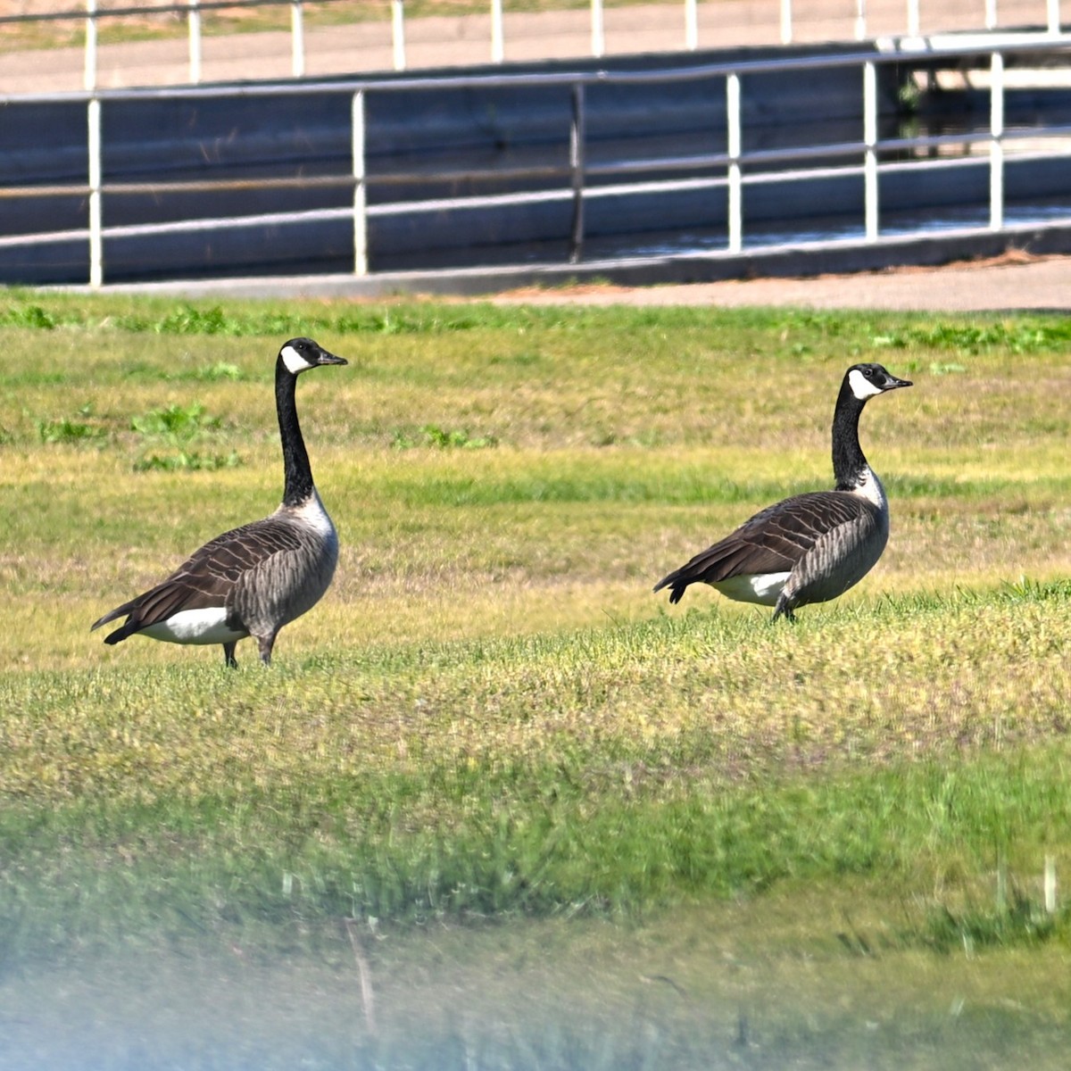Canada Goose - ML646481390