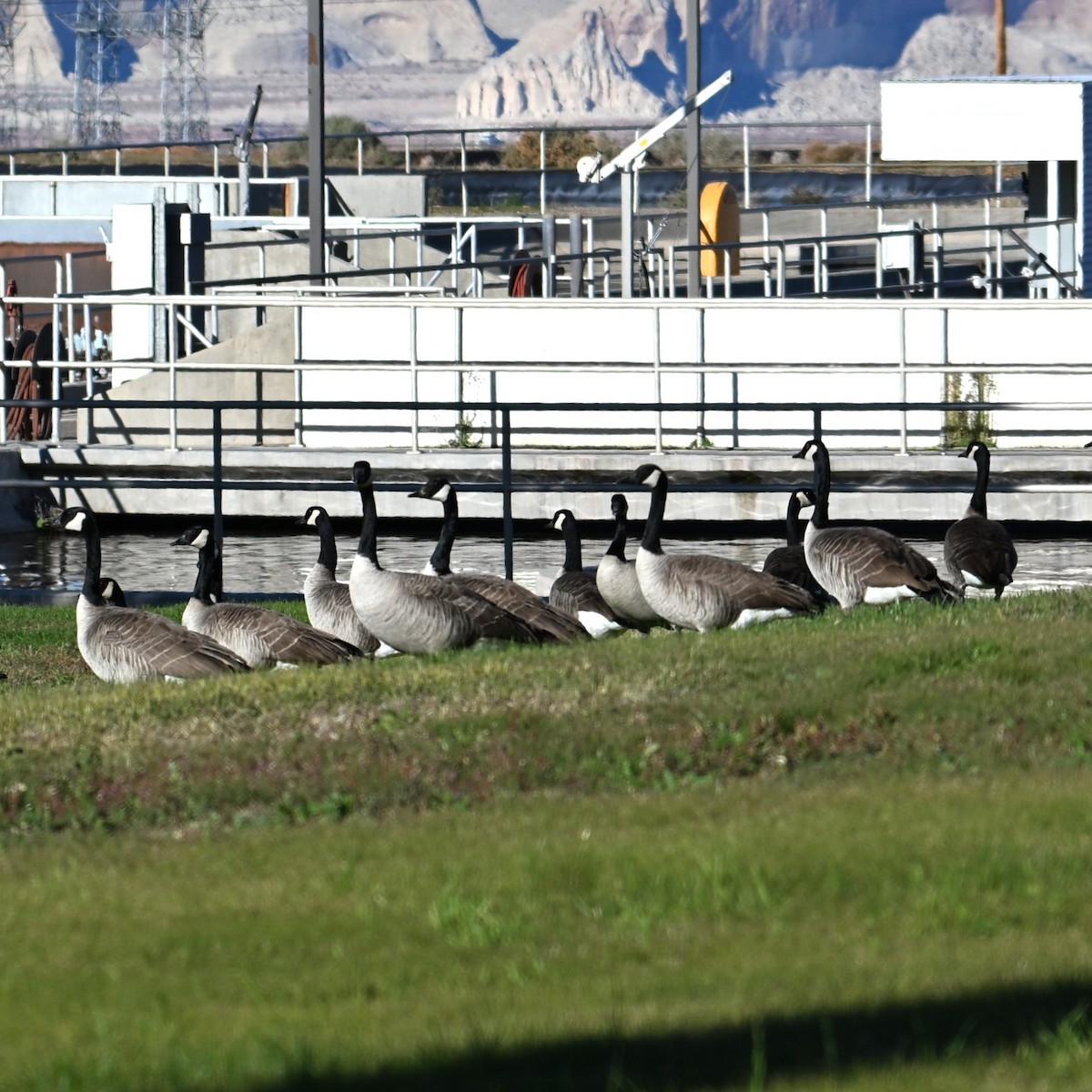 Canada Goose - ML646481391