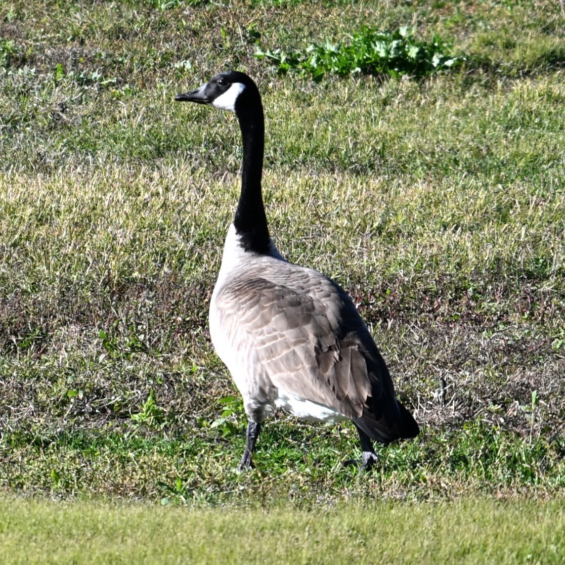 Canada Goose - ML646481392