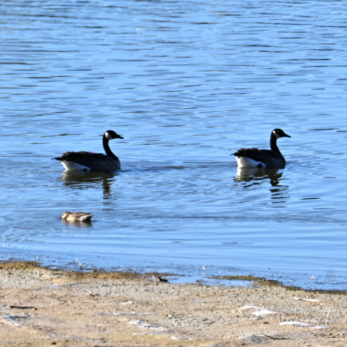 Canada Goose - ML646481393
