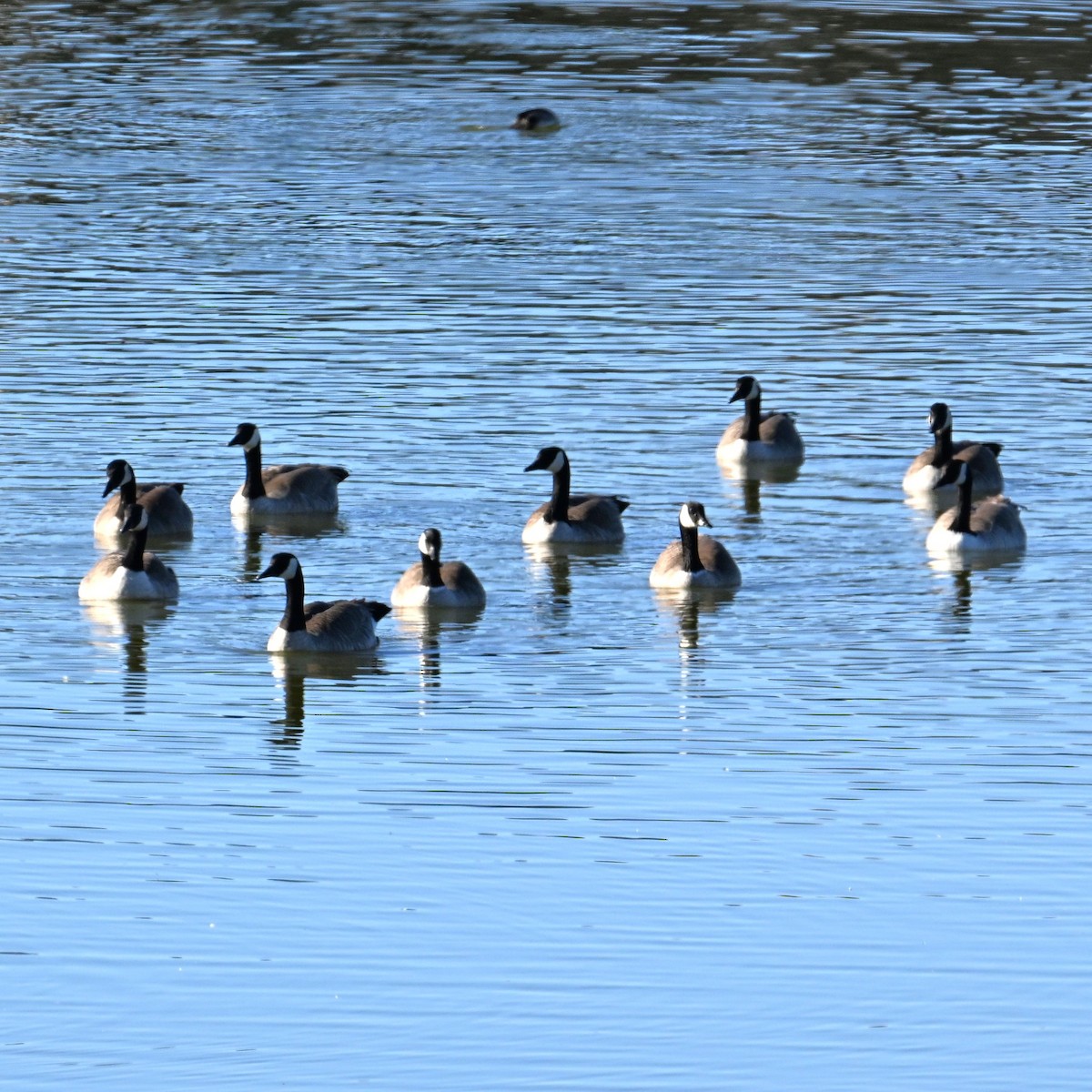 Canada Goose - ML646481394