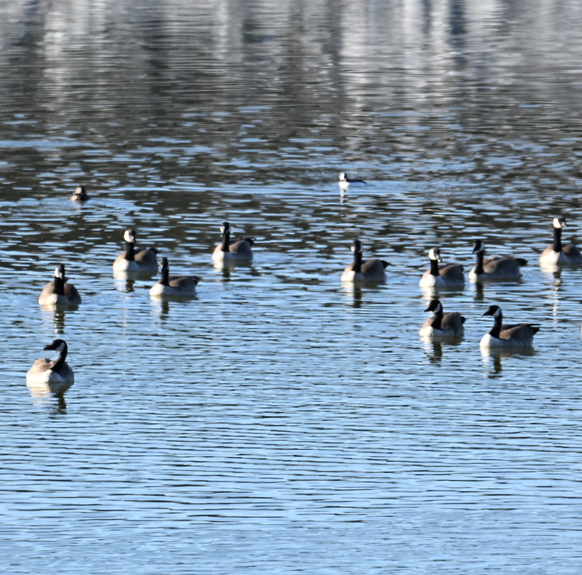 Canada Goose - ML646481395