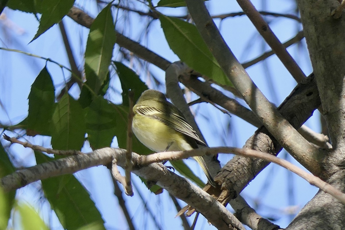 Blue-headed Vireo - ML646481397