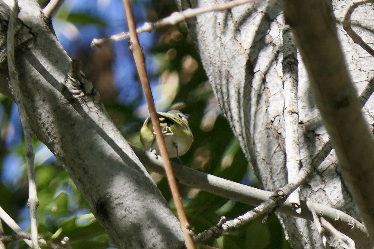 Blue-headed Vireo - ML646481398