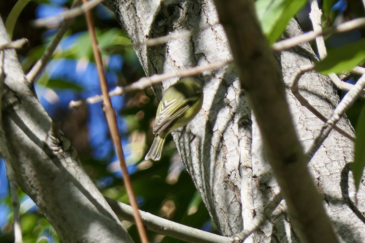 Blue-headed Vireo - ML646481399