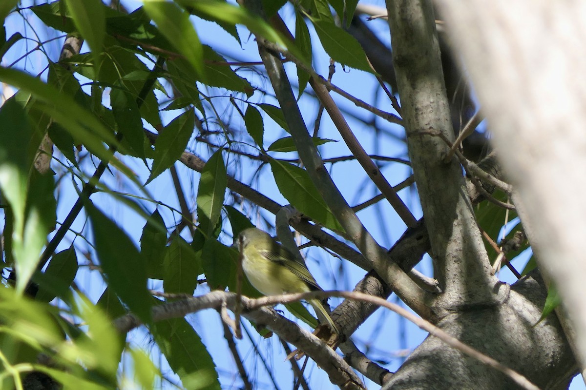 Blue-headed Vireo - ML646481400
