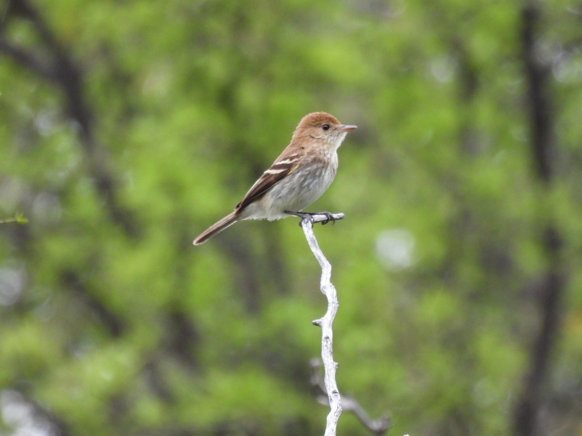 Bran-colored Flycatcher - ML646481401