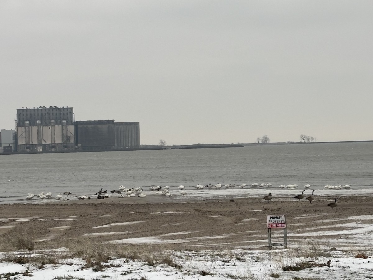 Tundra Swan - ML646481402