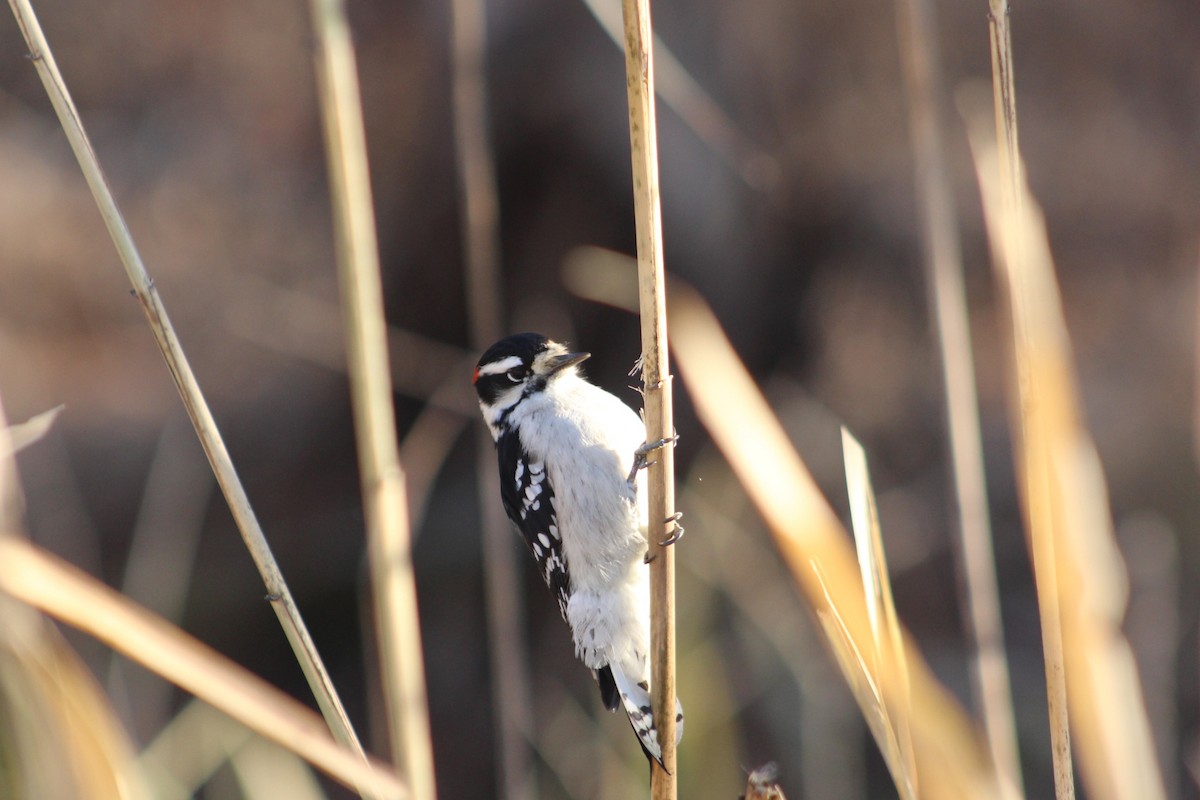 Downy Woodpecker - ML646481404