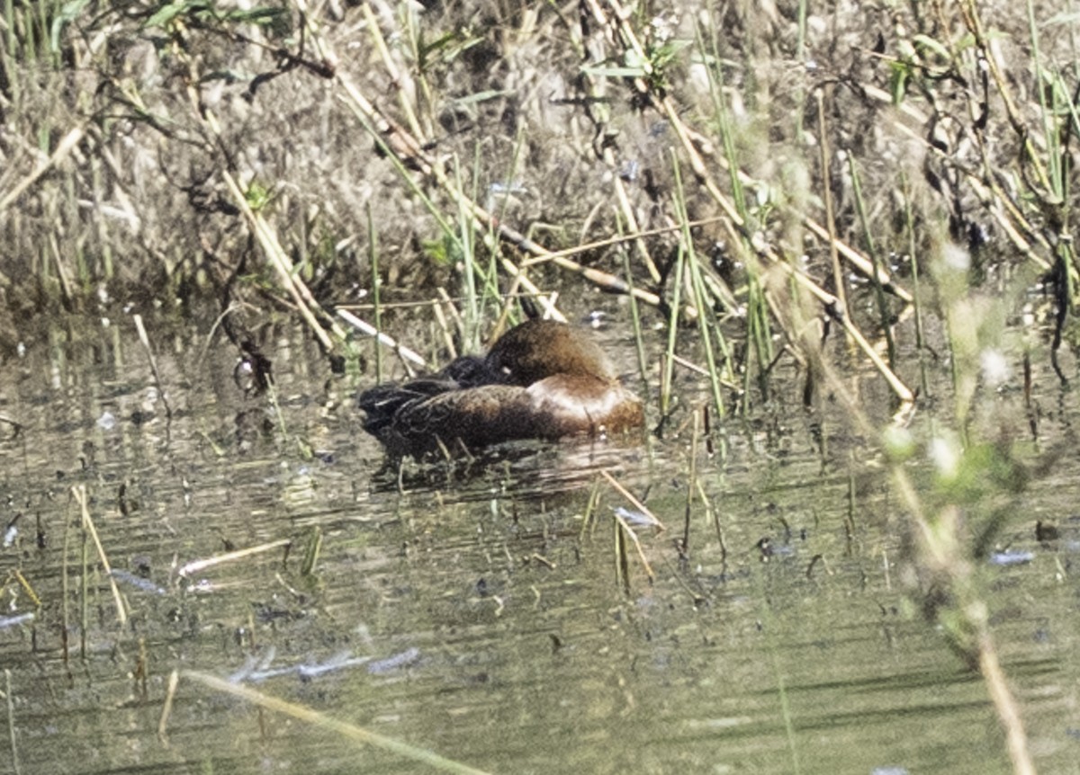 Cinnamon Teal - ML646481405