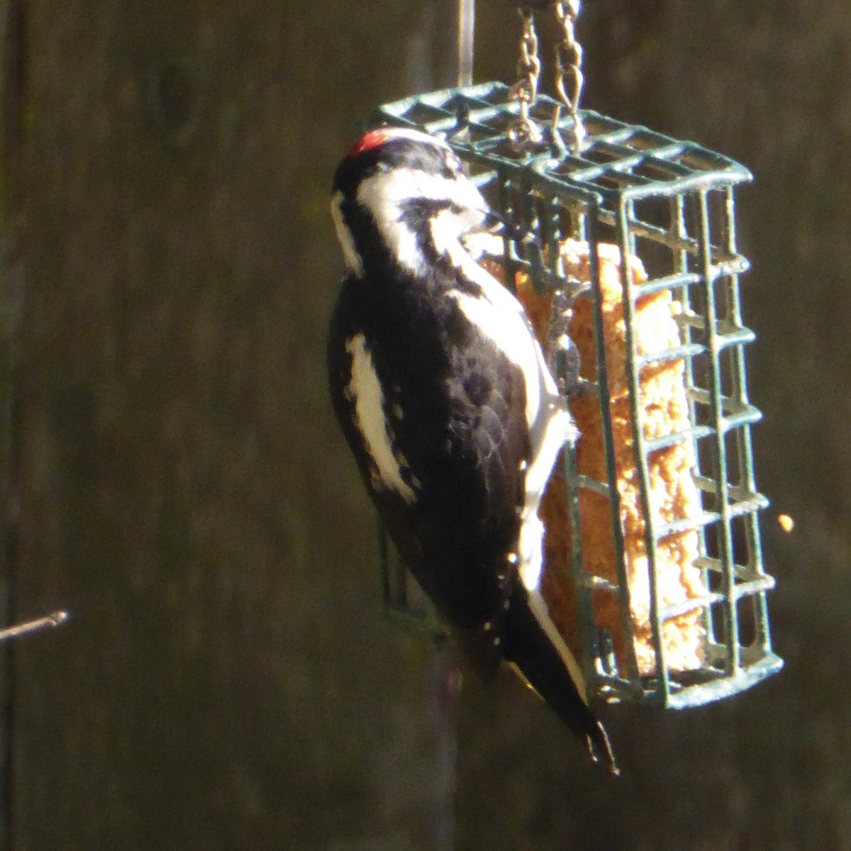Hairy Woodpecker - ML646481408