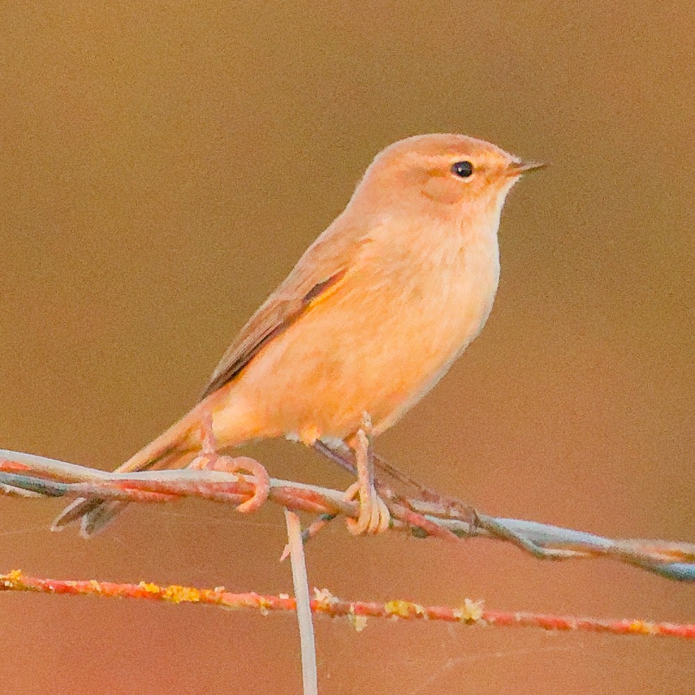 Common Chiffchaff - ML646481409