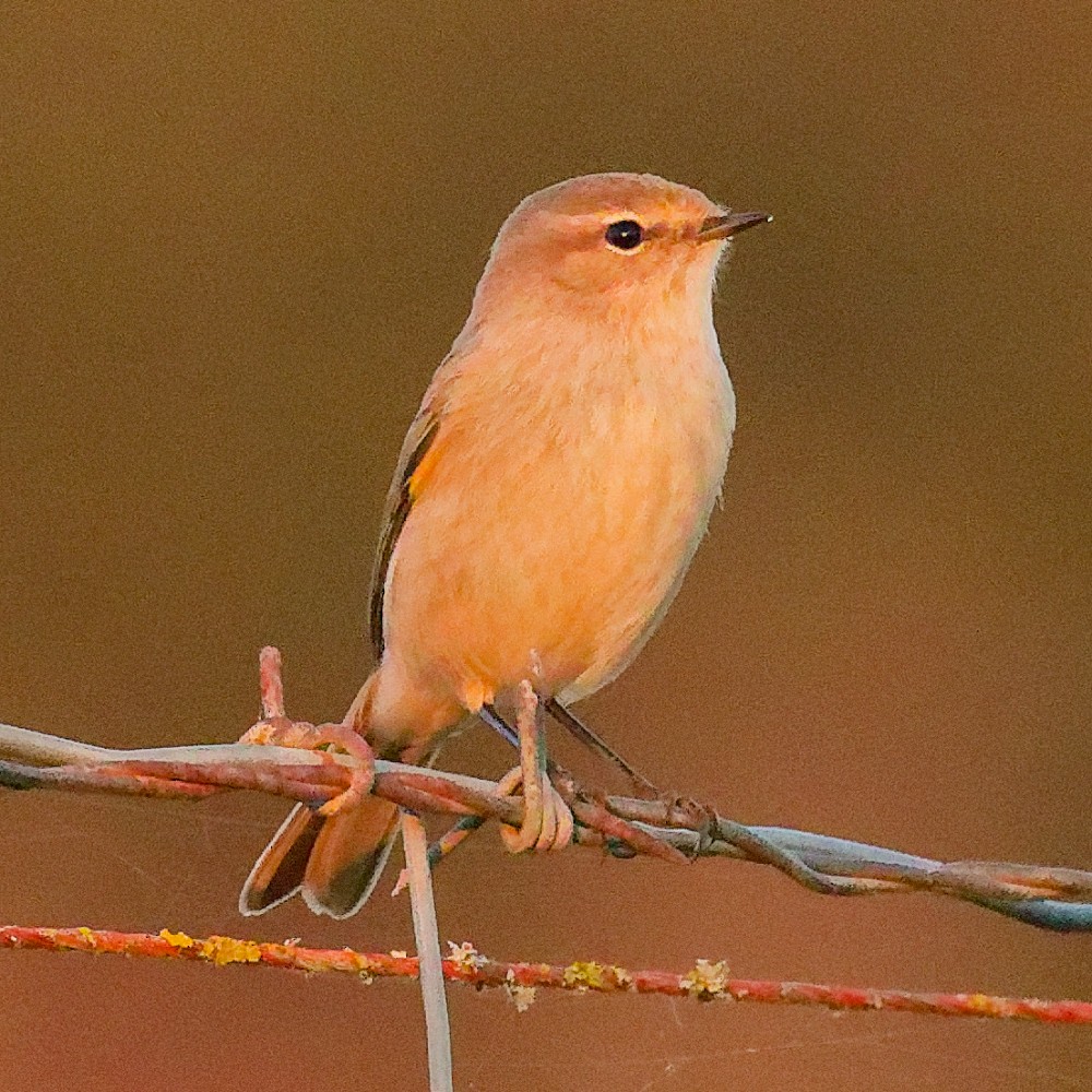 Common Chiffchaff - ML646481411