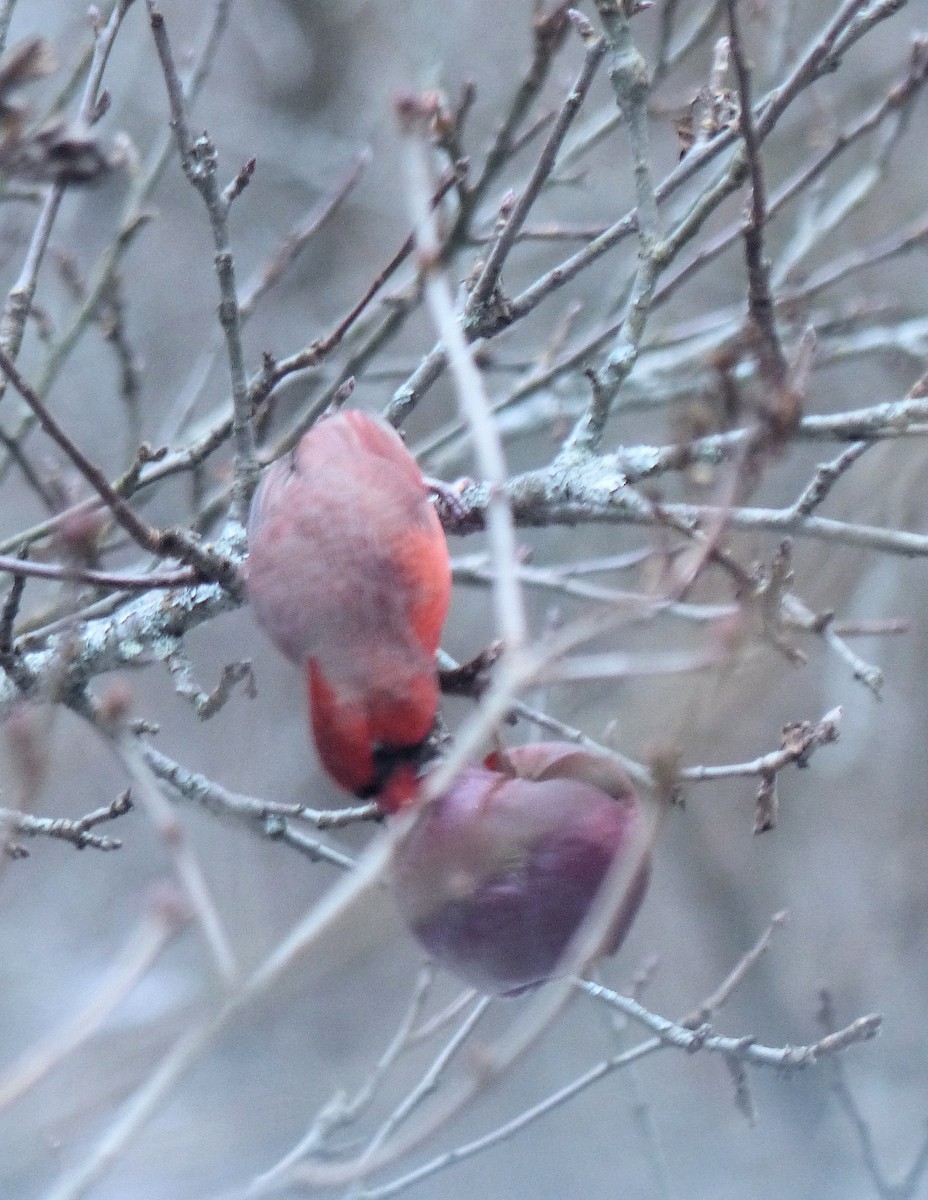 Northern Cardinal - ML646481415