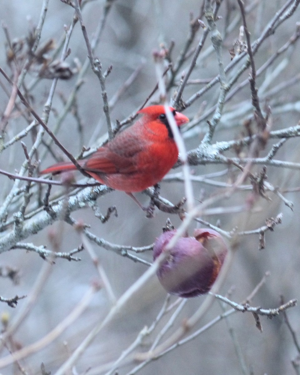 Northern Cardinal - ML646481416