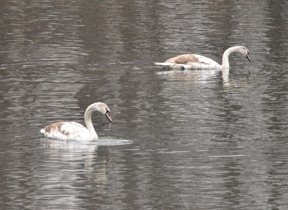 Лебідь-шипун - ML646481420