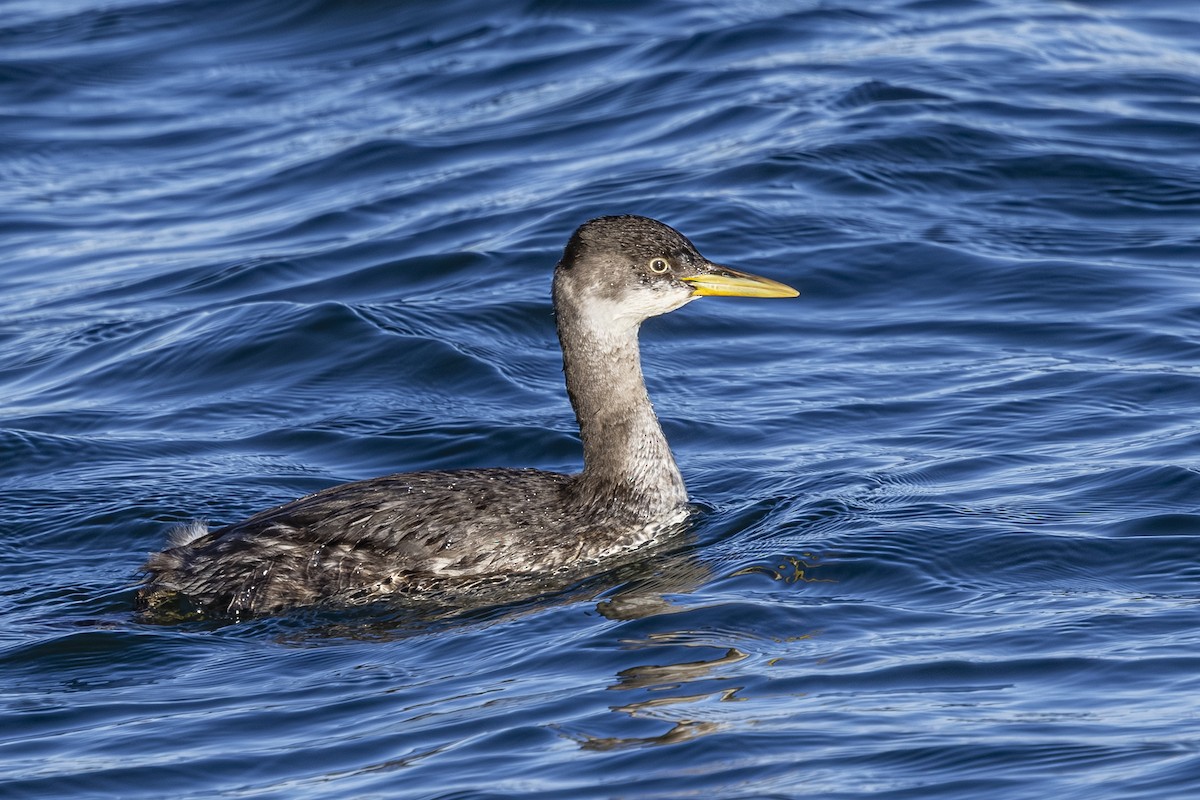 טבלן אפור-לחיים - ML646481421