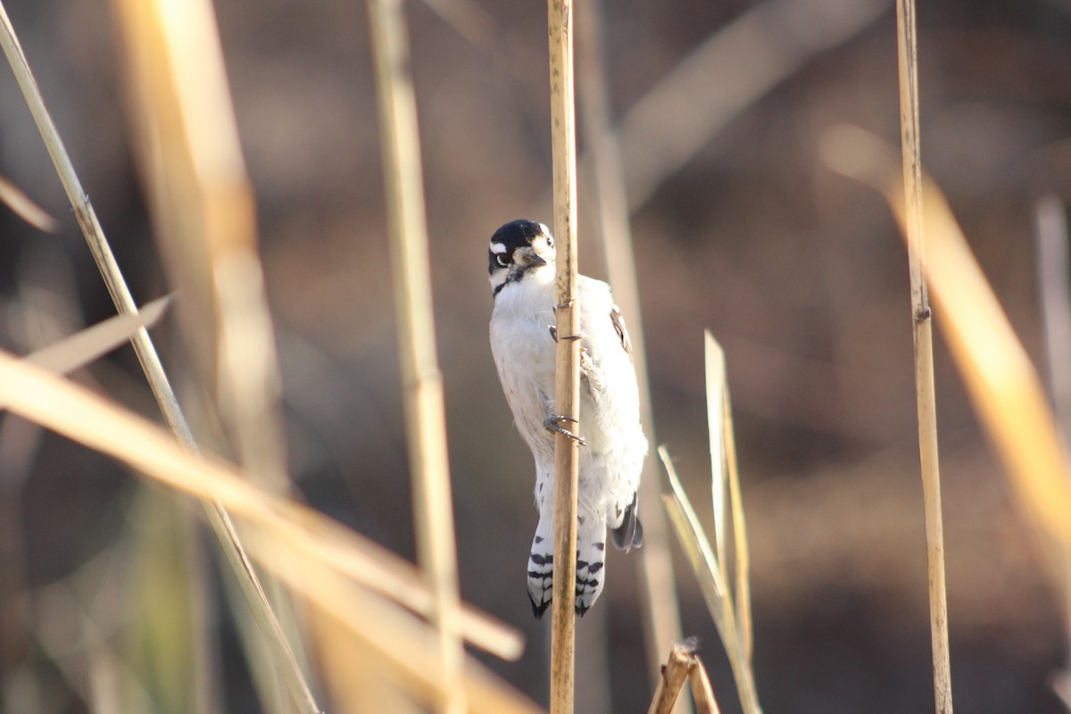Downy Woodpecker - ML646481422