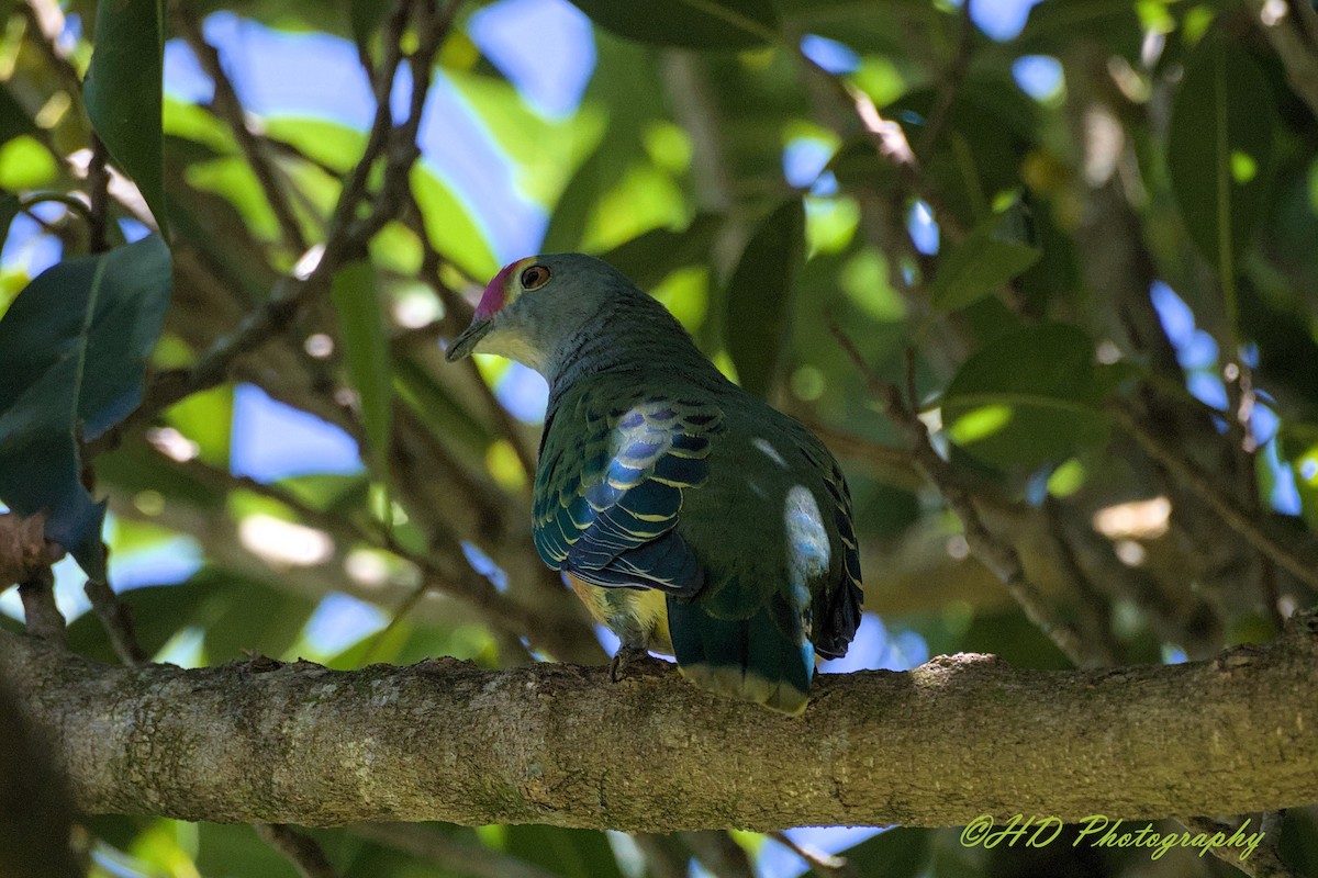 Rose-crowned Fruit-Dove - ML646481425