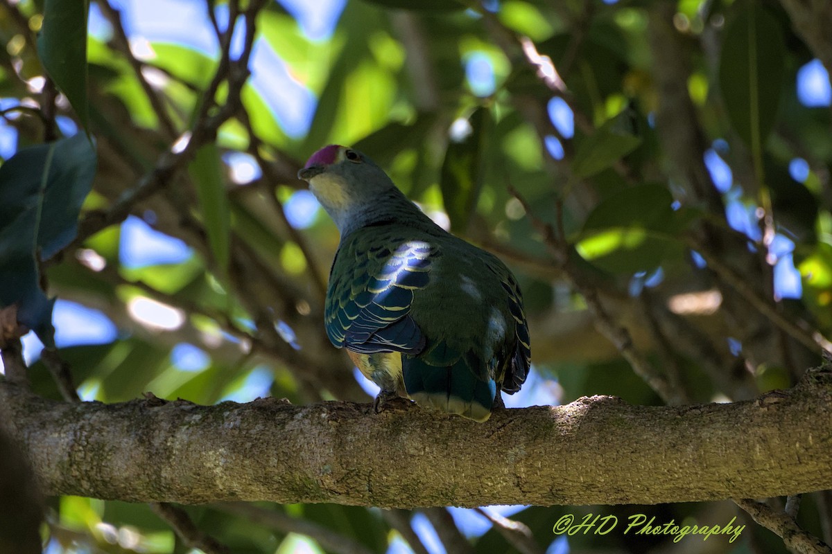 Rose-crowned Fruit-Dove - ML646481426