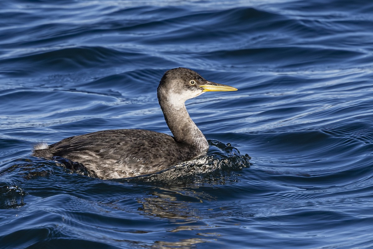 טבלן אפור-לחיים - ML646481427