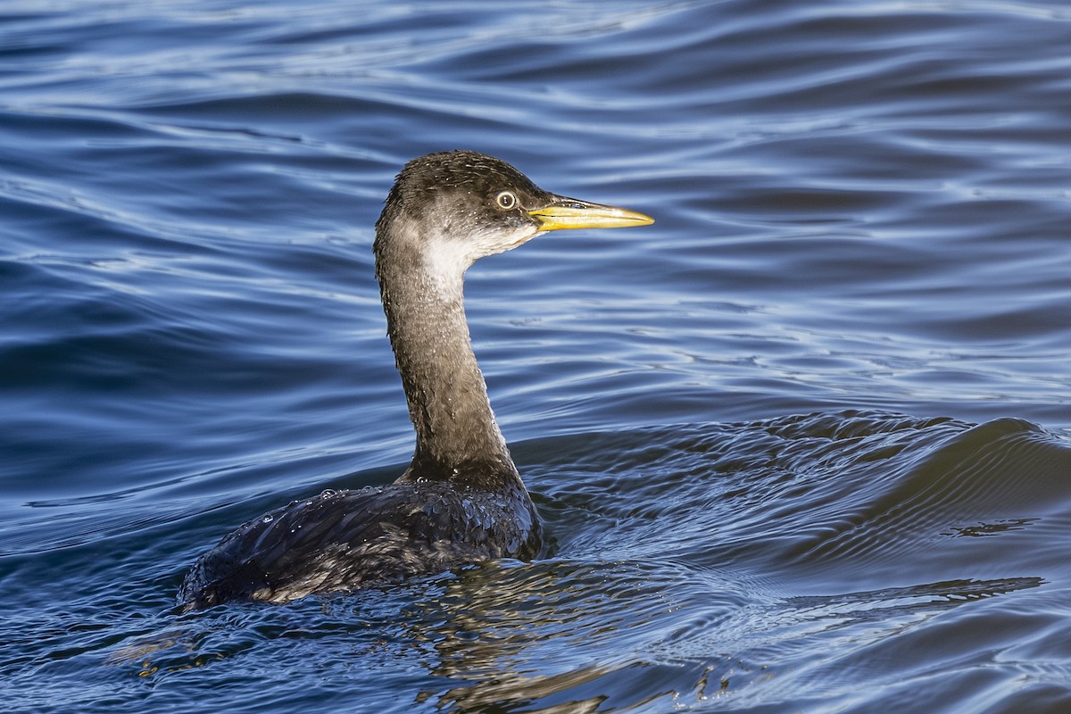 טבלן אפור-לחיים - ML646481429