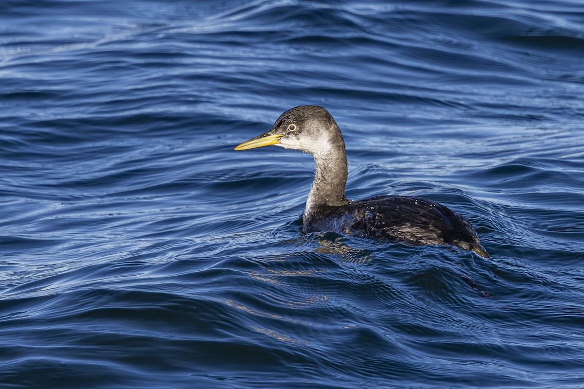 טבלן אפור-לחיים - ML646481431
