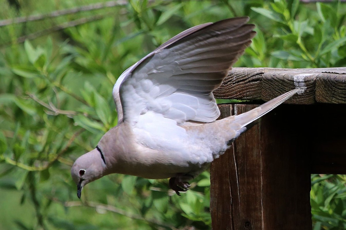Eurasian Collared-Dove - ML646481434