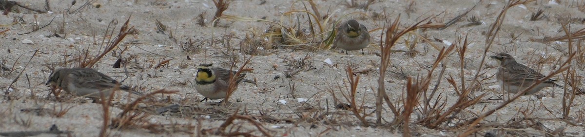 צחיחנית חרמון - ML646481435