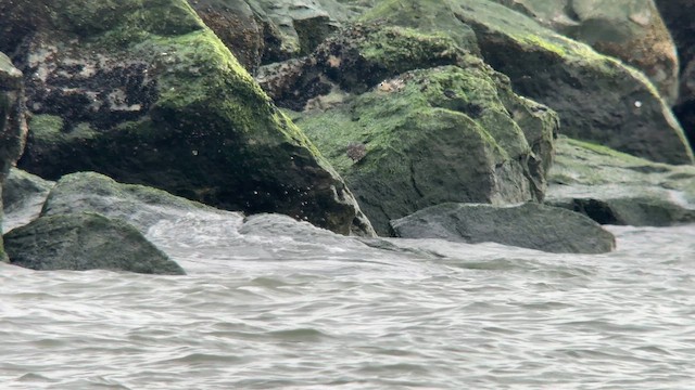 Purple Sandpiper - ML646481436