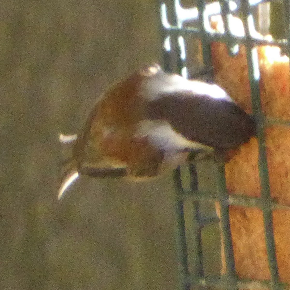Chestnut-backed Chickadee - ML646481437