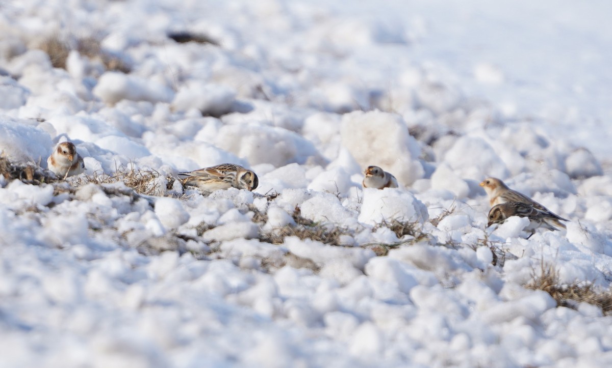 鐵爪鵐 - ML646481439