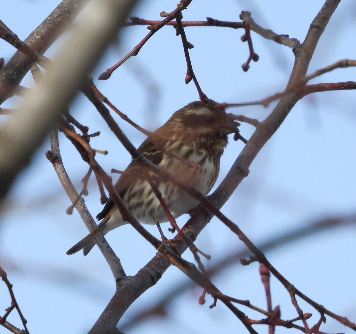 purpurfink - ML646481441