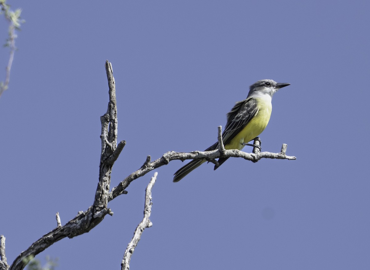 Tropical Kingbird - ML646481443