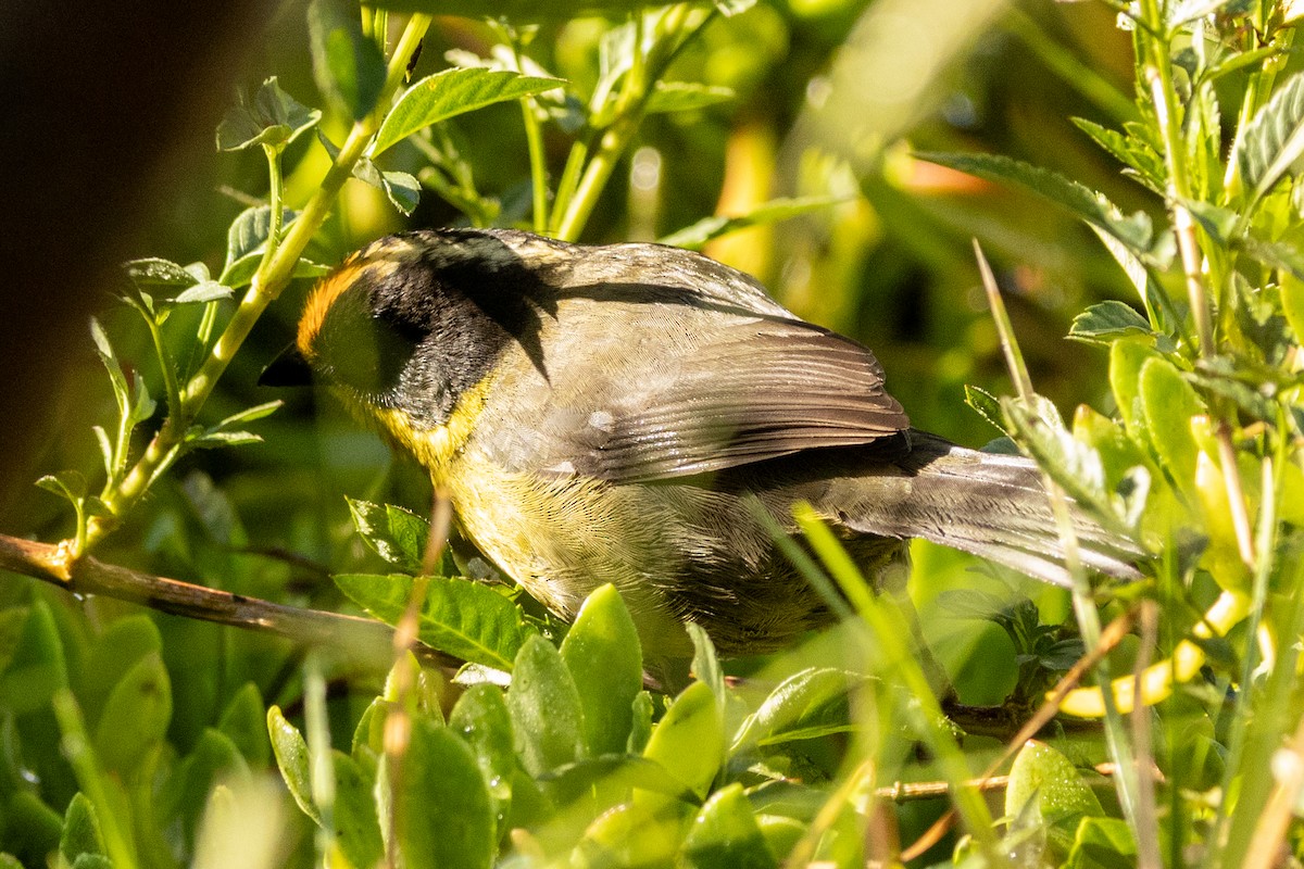 Pale-naped Brushfinch - ML646481445