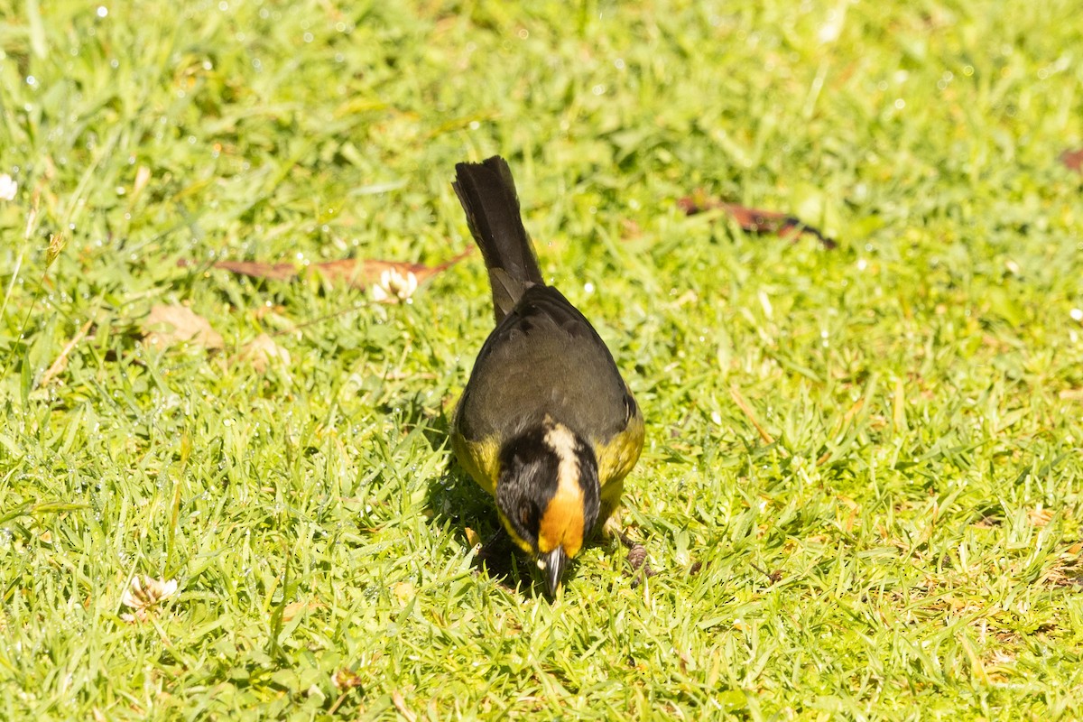 Pale-naped Brushfinch - ML646481446