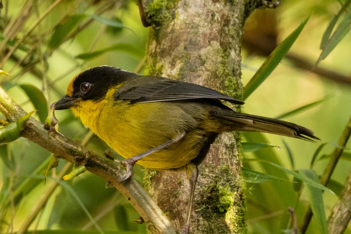 Pale-naped Brushfinch - ML646481447