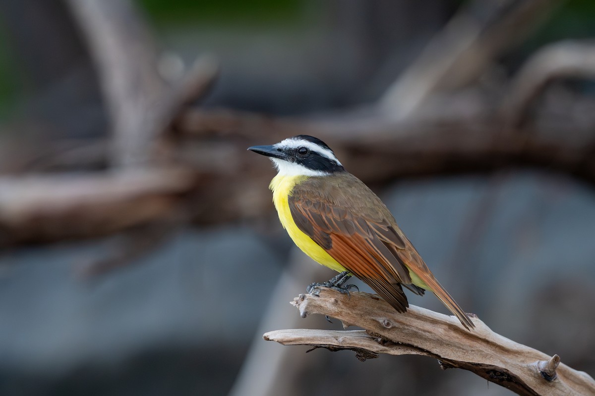 Great Kiskadee - ML646481450
