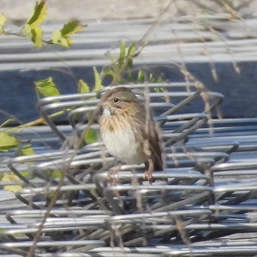 Lincoln's Sparrow - ML646481453
