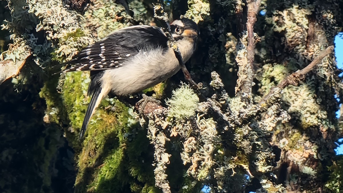 Downy Woodpecker - ML646481457