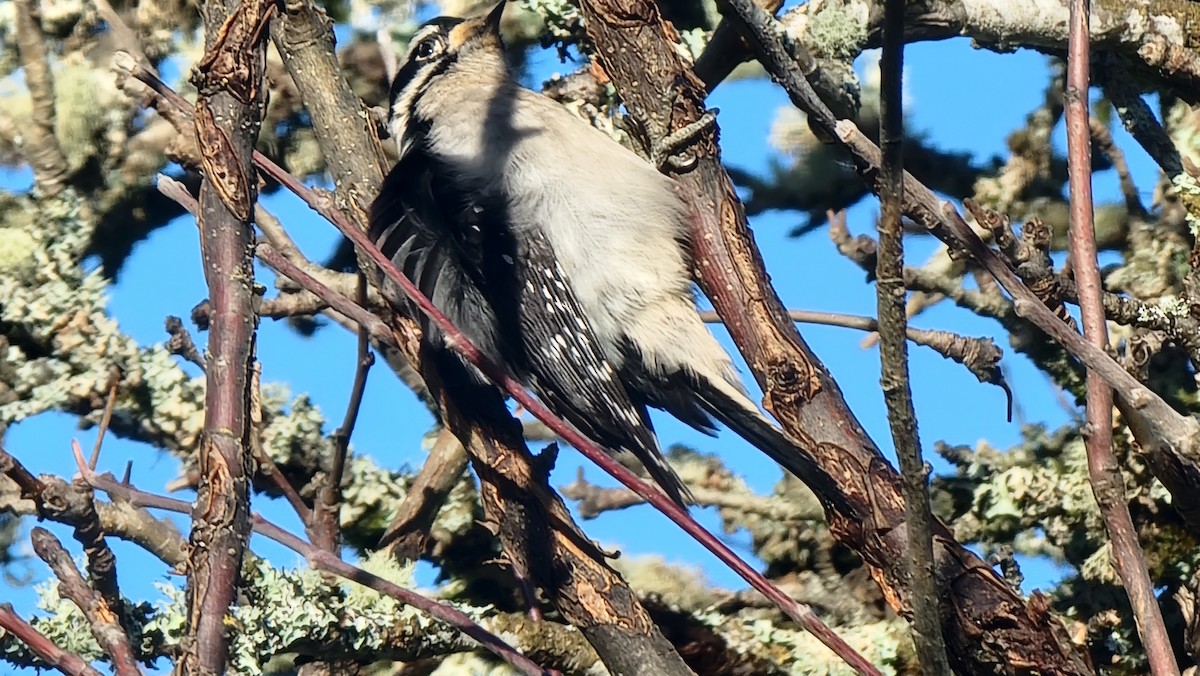 Downy Woodpecker - ML646481458