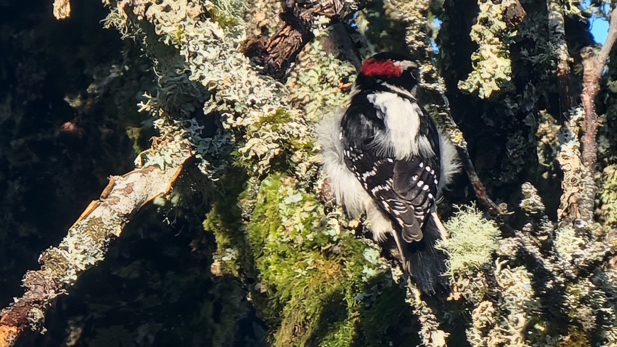 Downy Woodpecker - ML646481459