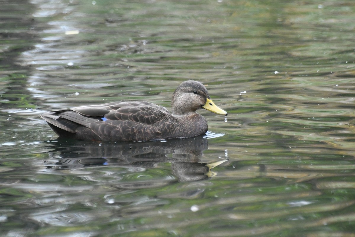American Black Duck - ML646481463