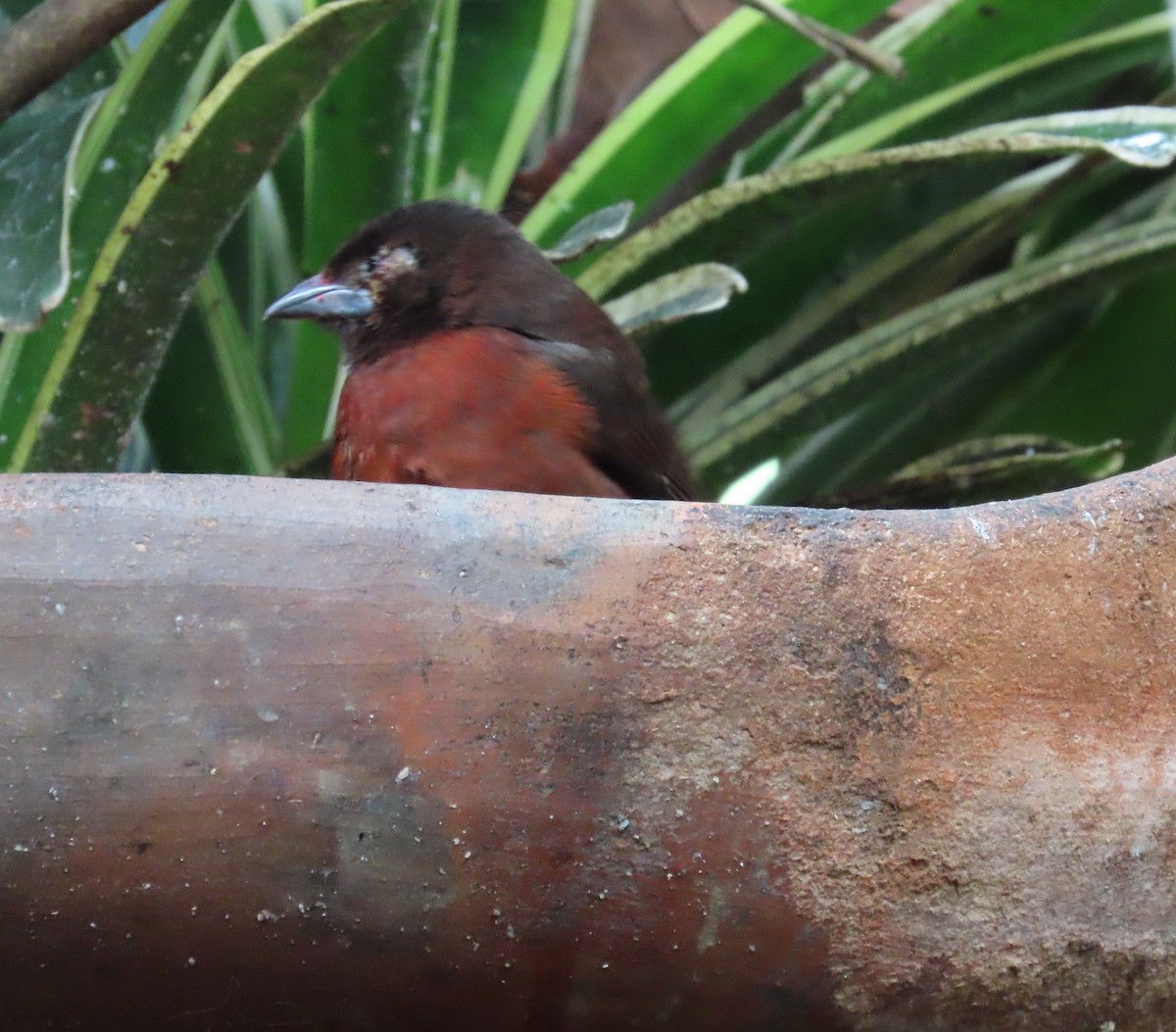 Silver-beaked Tanager - ML646481464