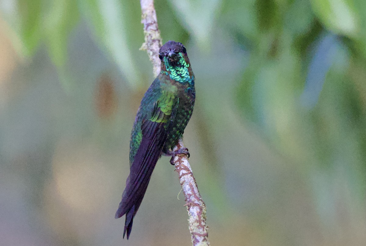 Mor Alınlı Pırıltı - ML646481465