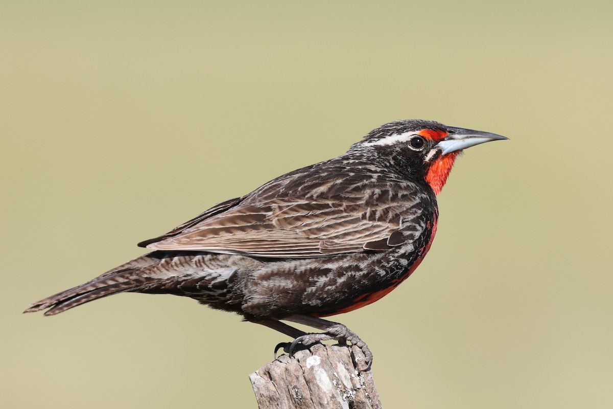 Long-tailed Meadowlark - ML646481466